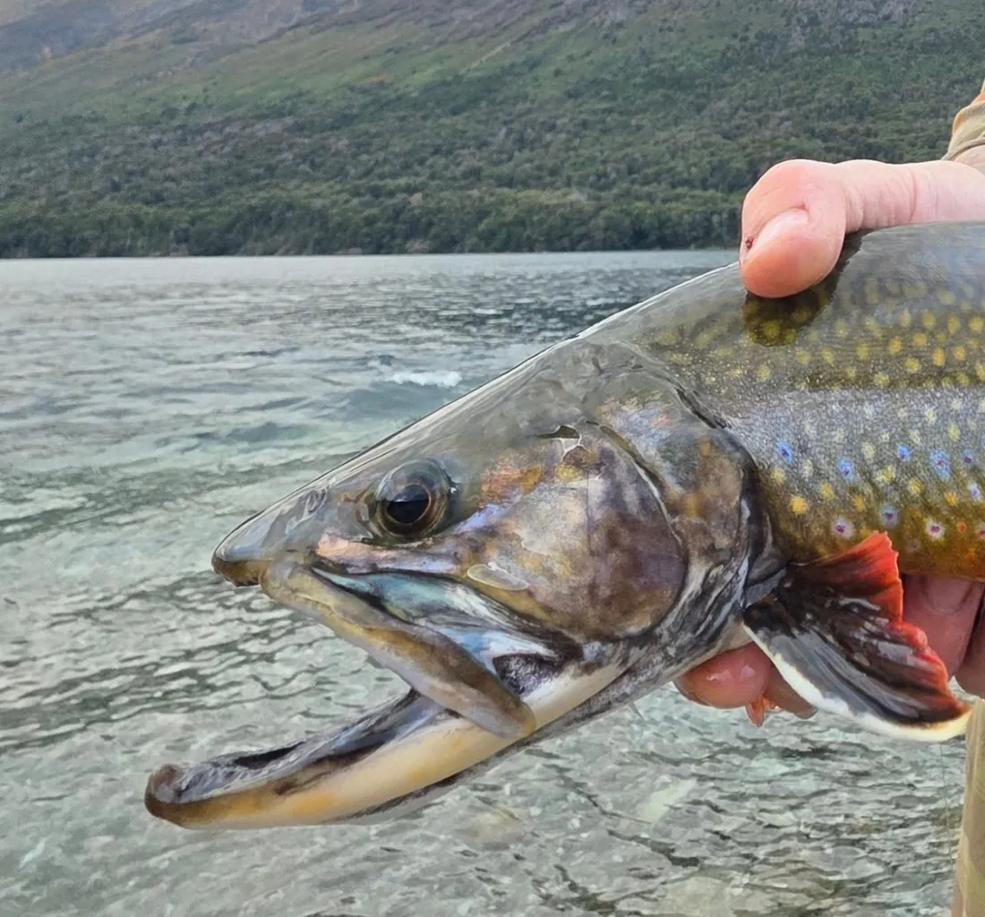 Trucha fontinalis con sus colores naranjas de otoño