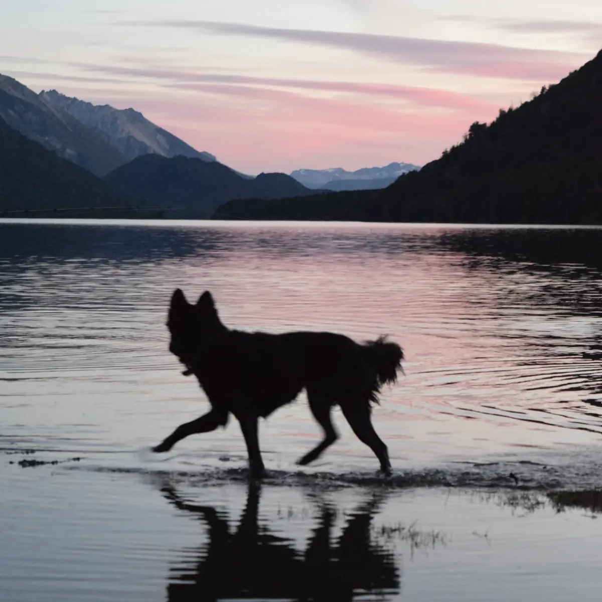Perro corriendo por la orilla al atardecer