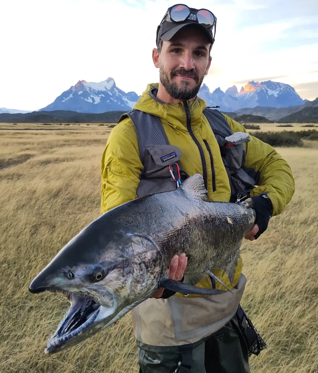 Salmón Chinook en Torres del Paine